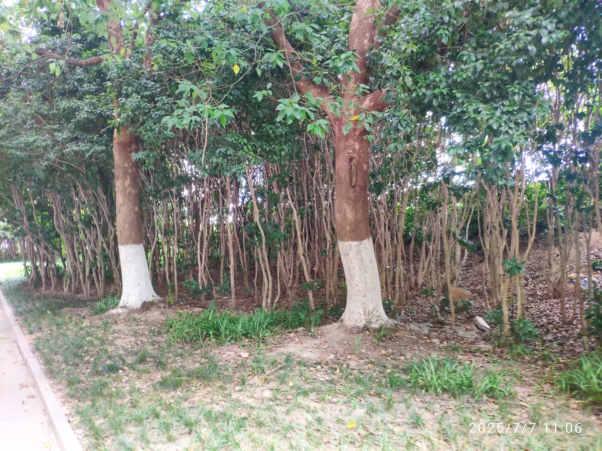 这种密匝匝的是什么树
